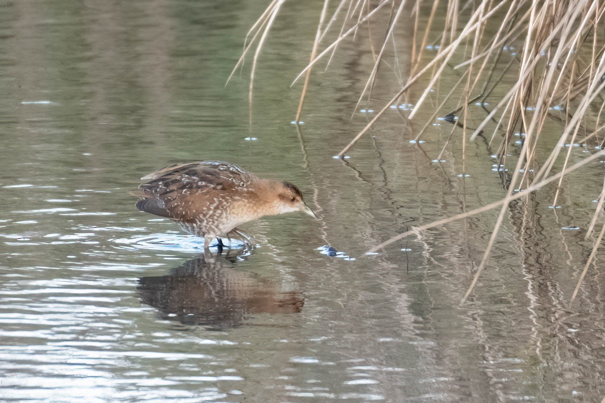 dvergrikse - ML644361511