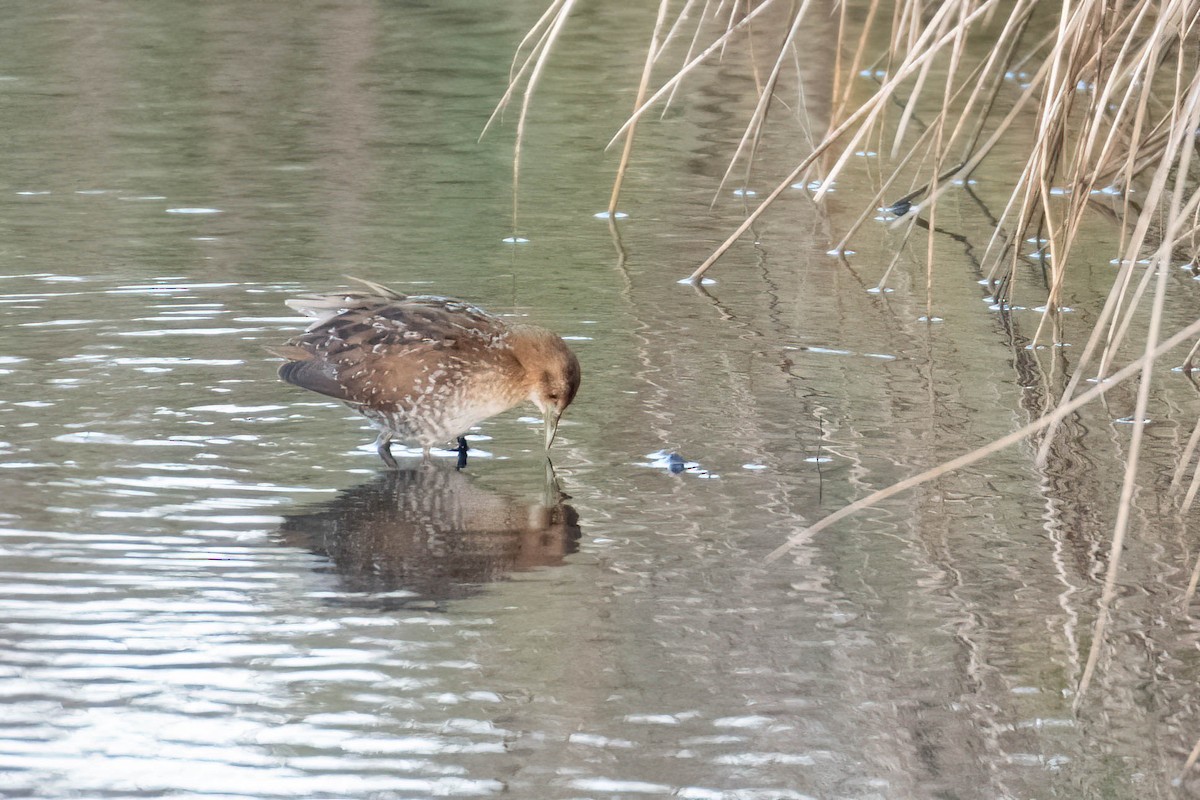 dvergrikse - ML644361512