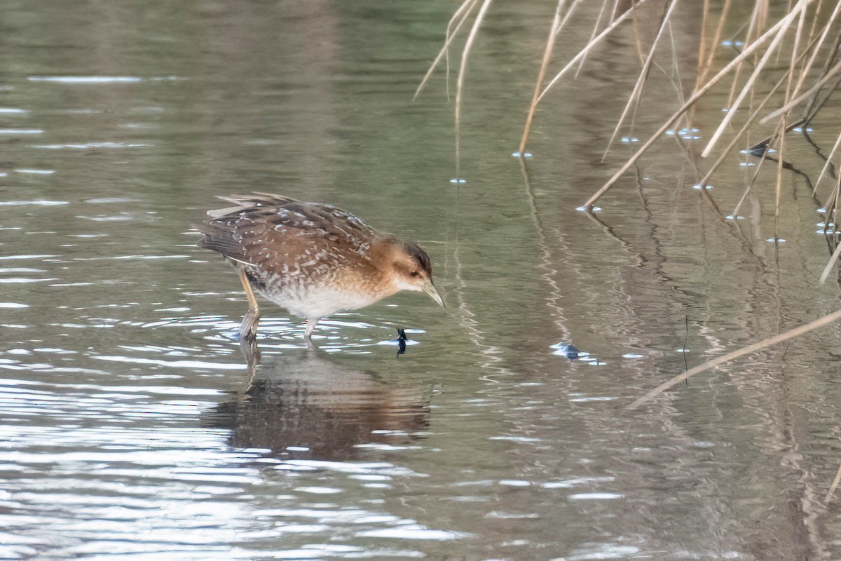 dvergrikse - ML644361513