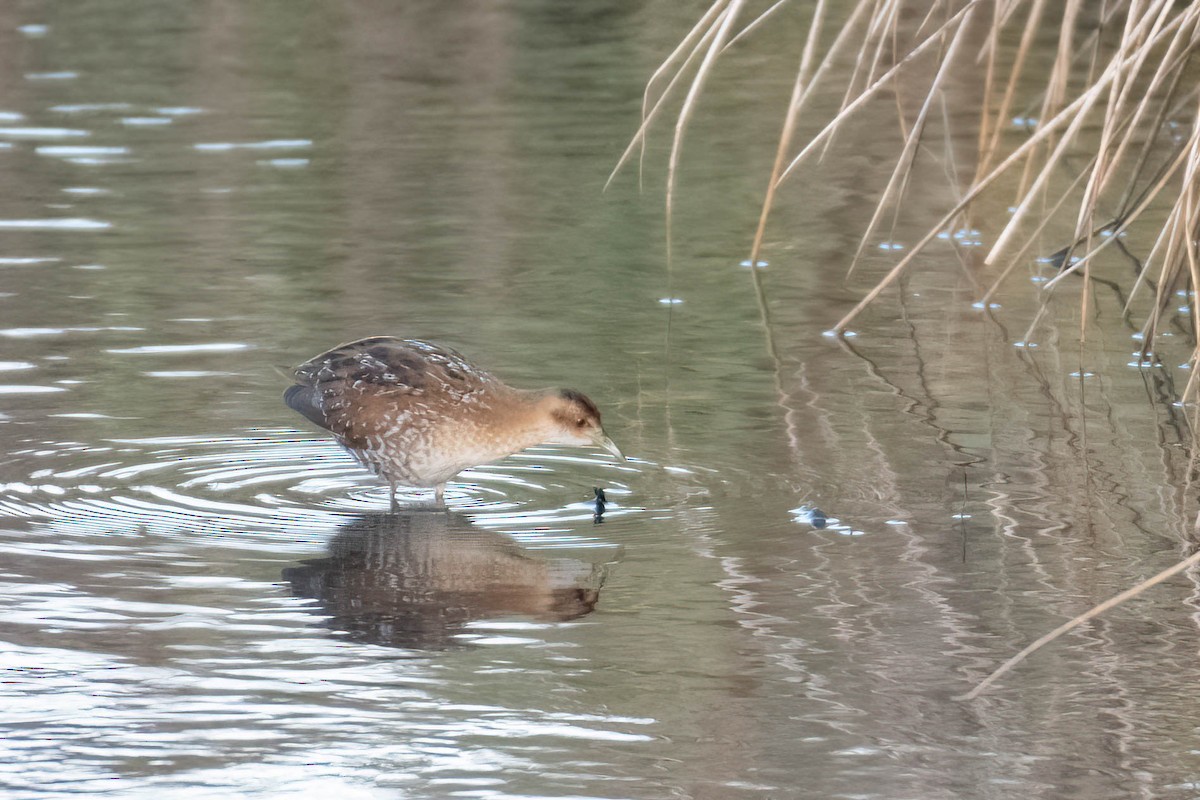 dvergrikse - ML644361514