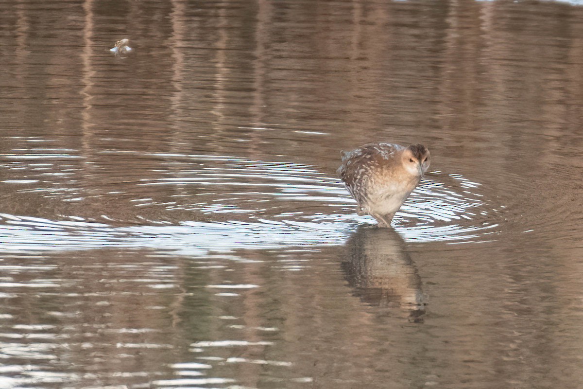 dvergrikse - ML644361515