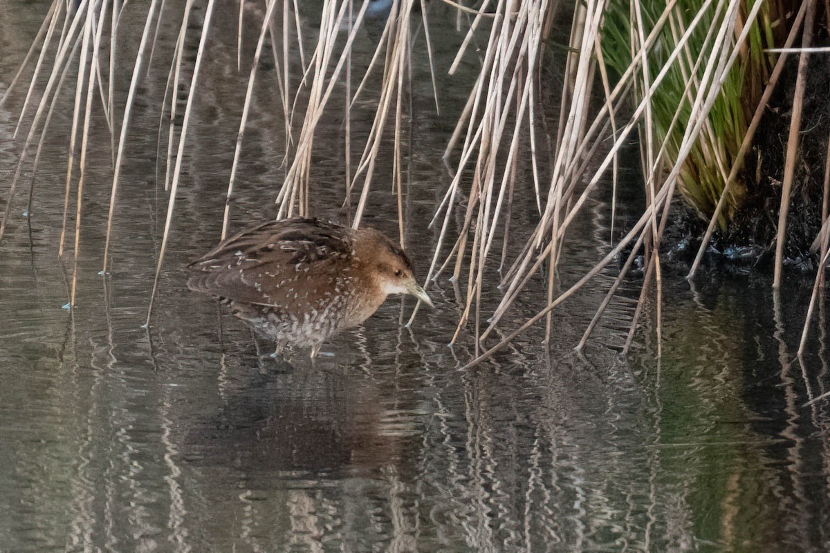 dvergrikse - ML644361517