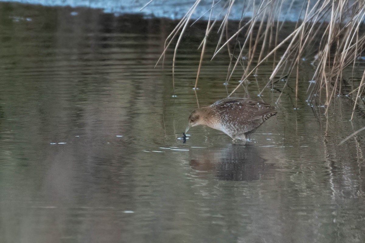 dvergrikse - ML644361518