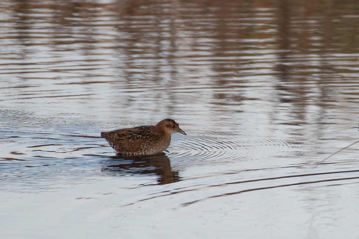 dvergrikse - ML644361519