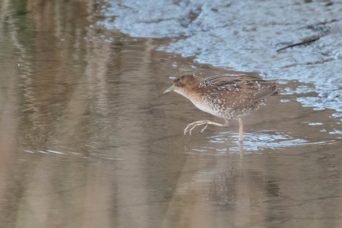 dvergrikse - ML644361520