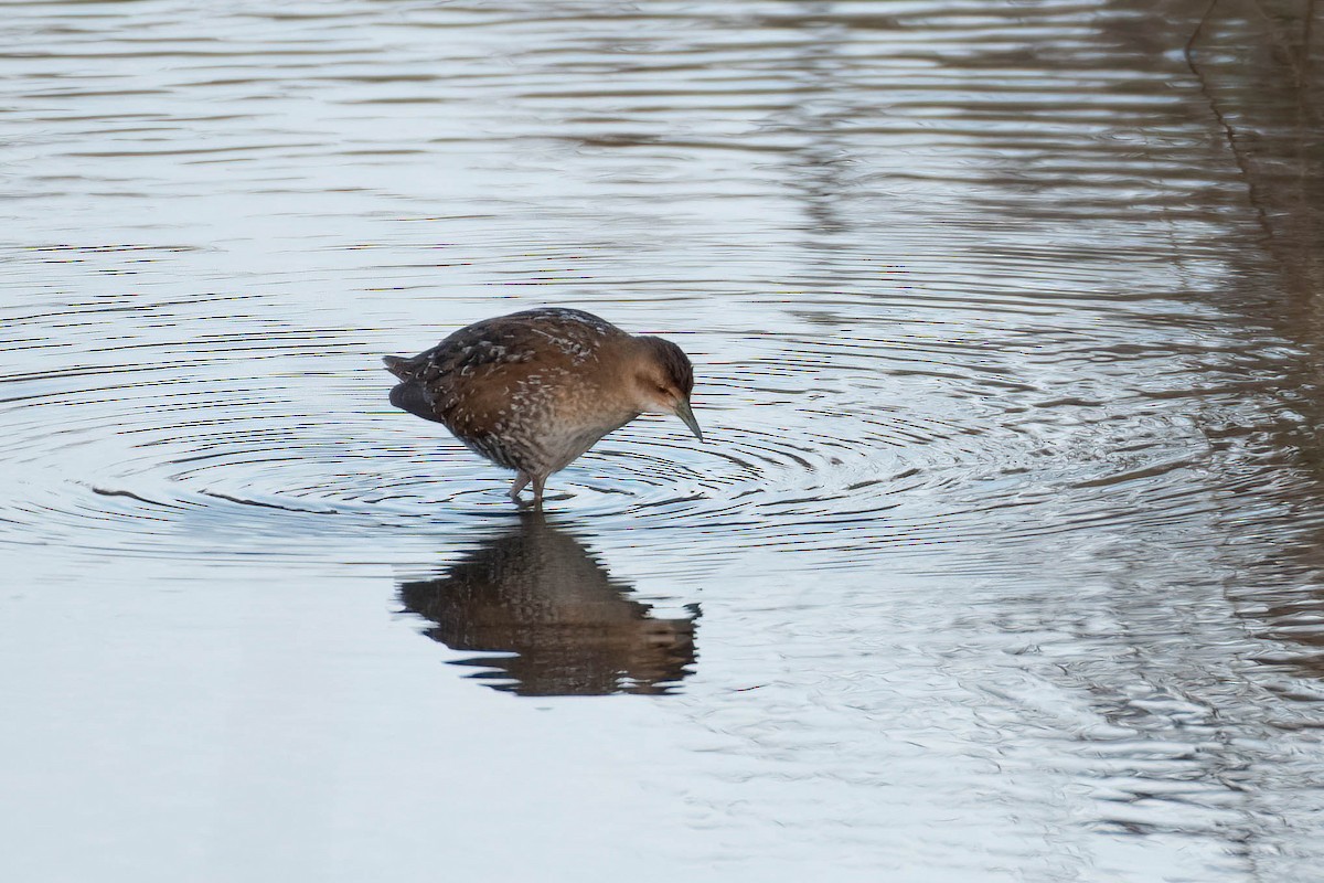 dvergrikse - ML644361521