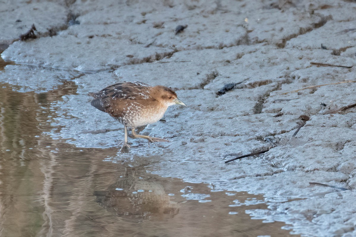 dvergrikse - ML644361522