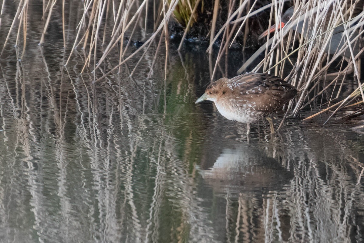 dvergrikse - ML644361523