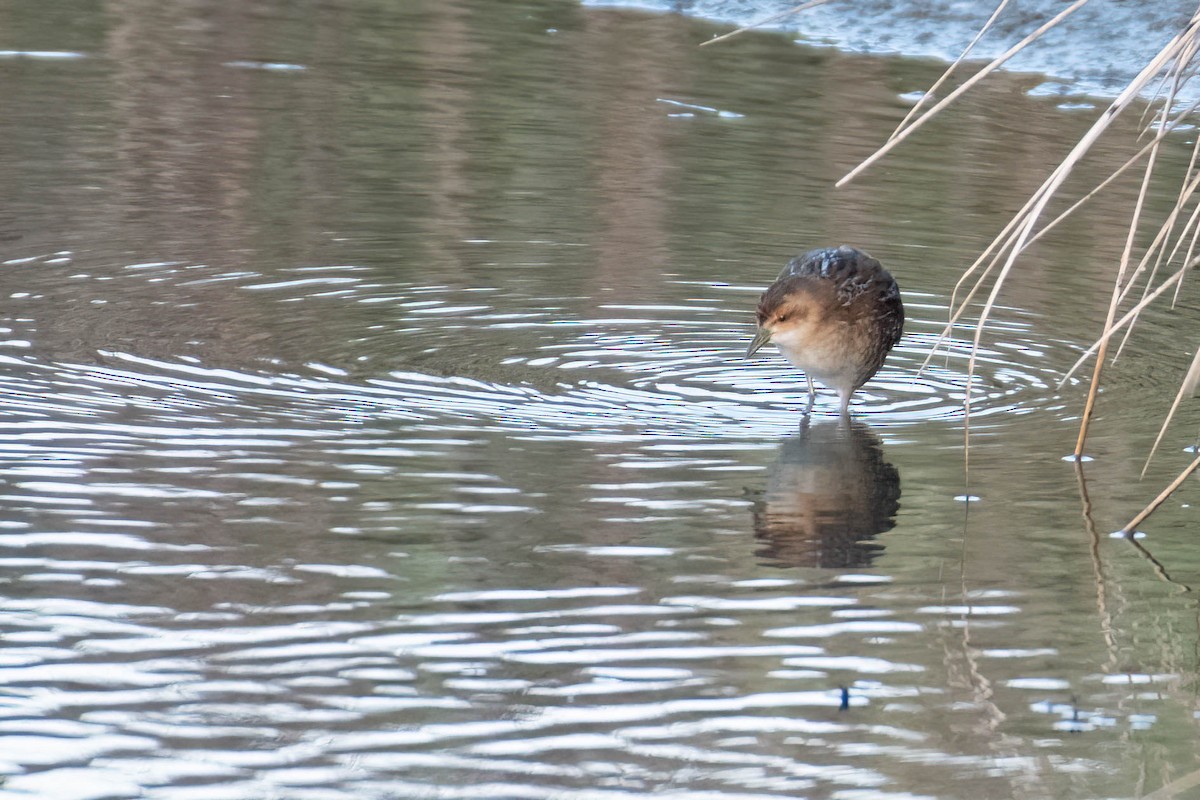 dvergrikse - ML644361524