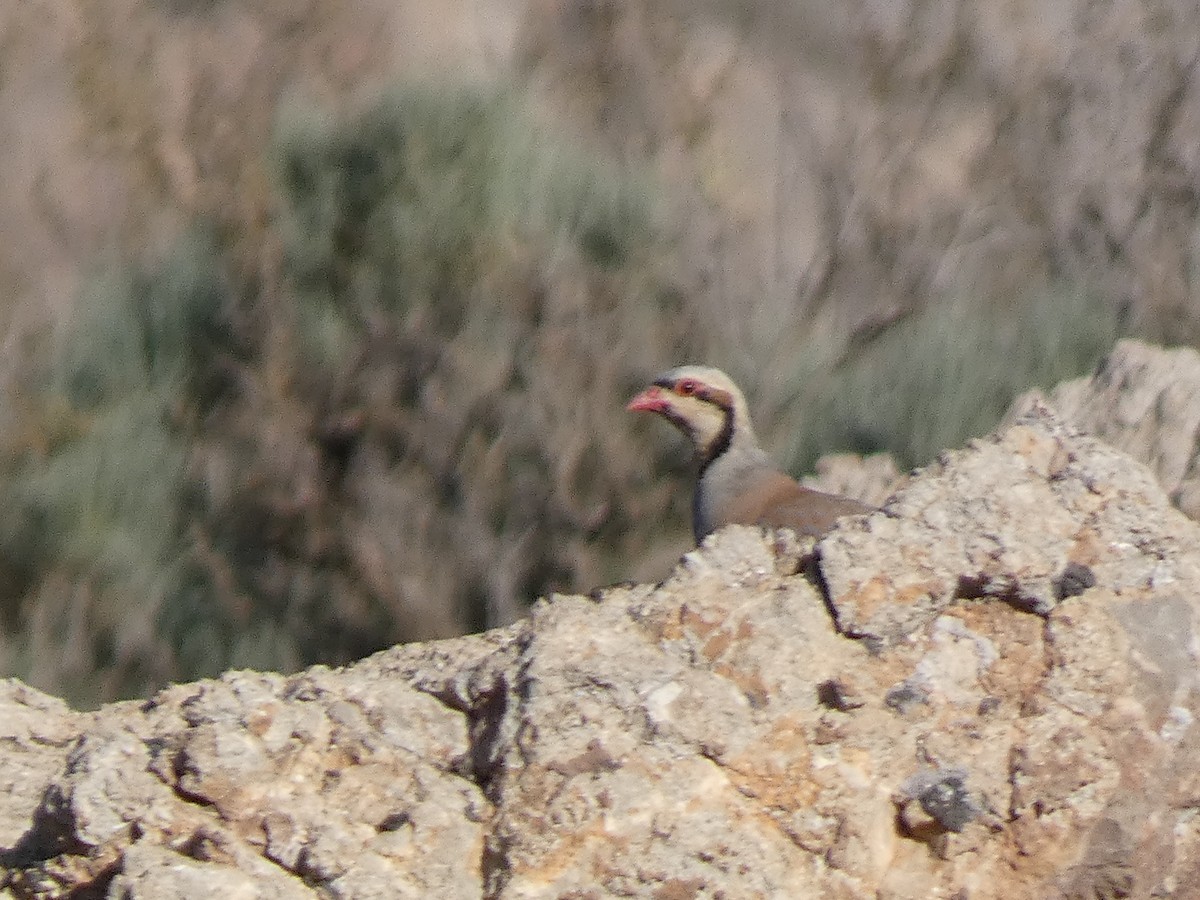 Кеклик - ML644361527