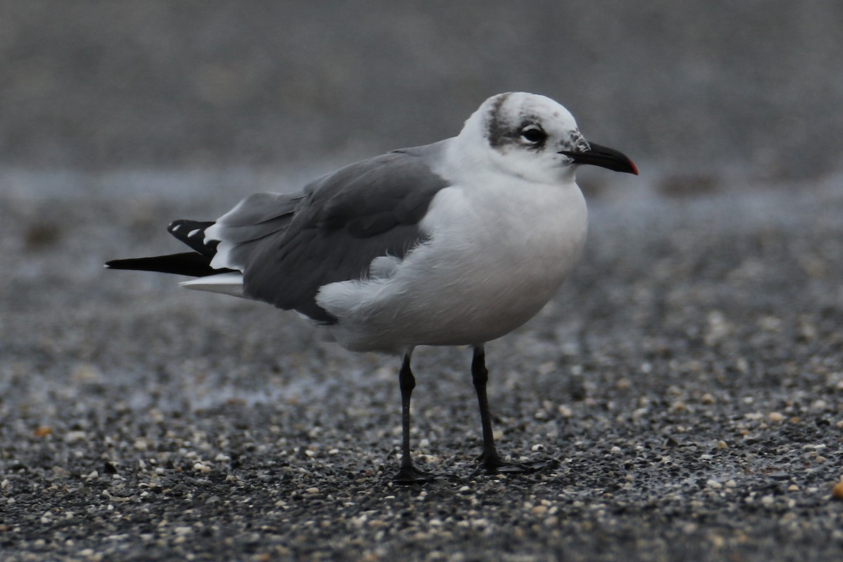 ワライカモメ - ML644361531