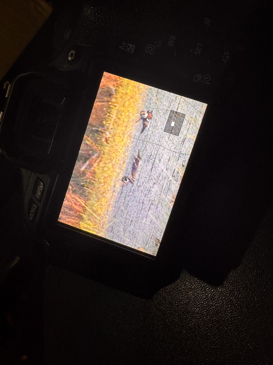 Wood Duck - ML644361537