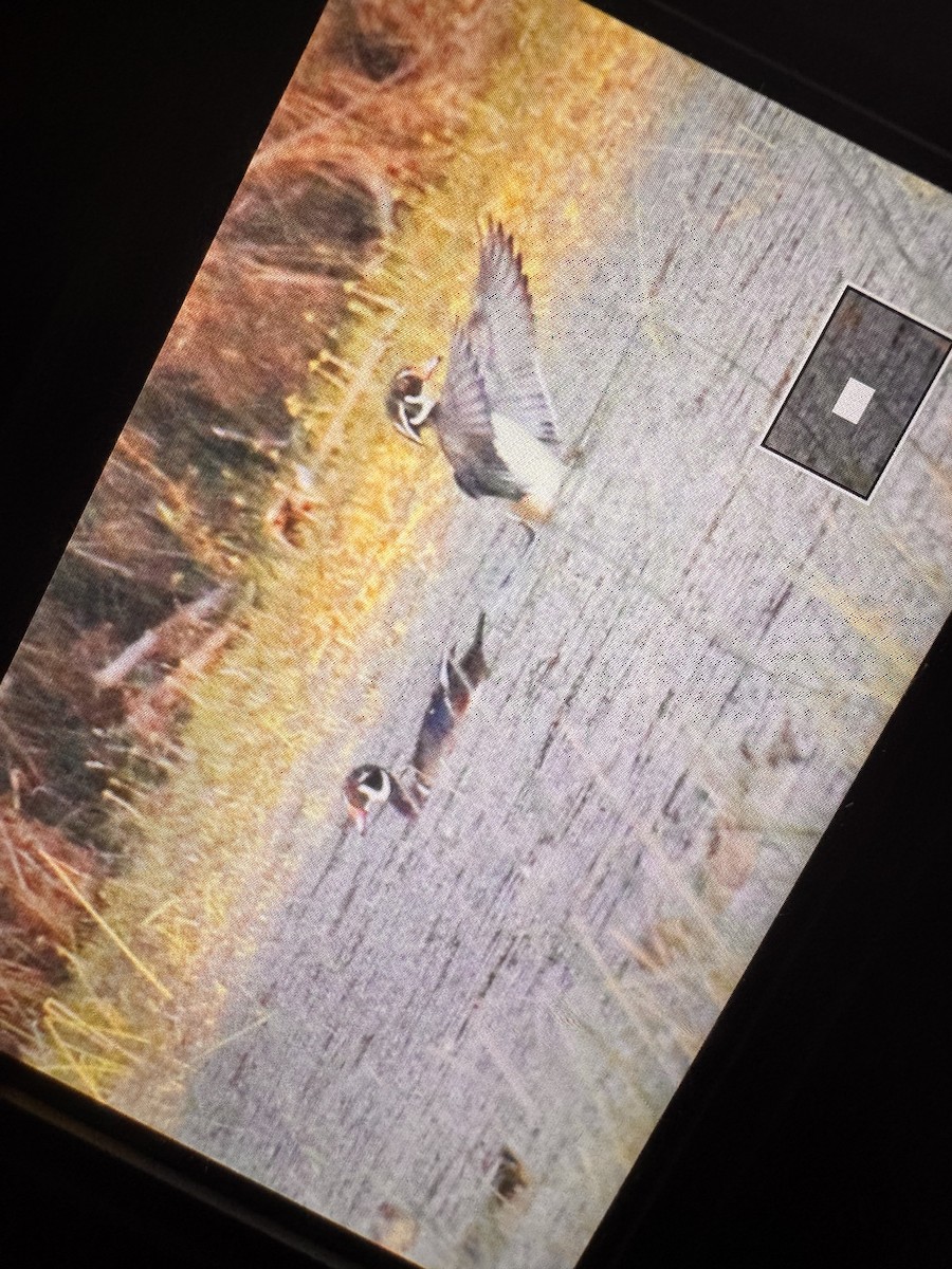 Wood Duck - ML644361539