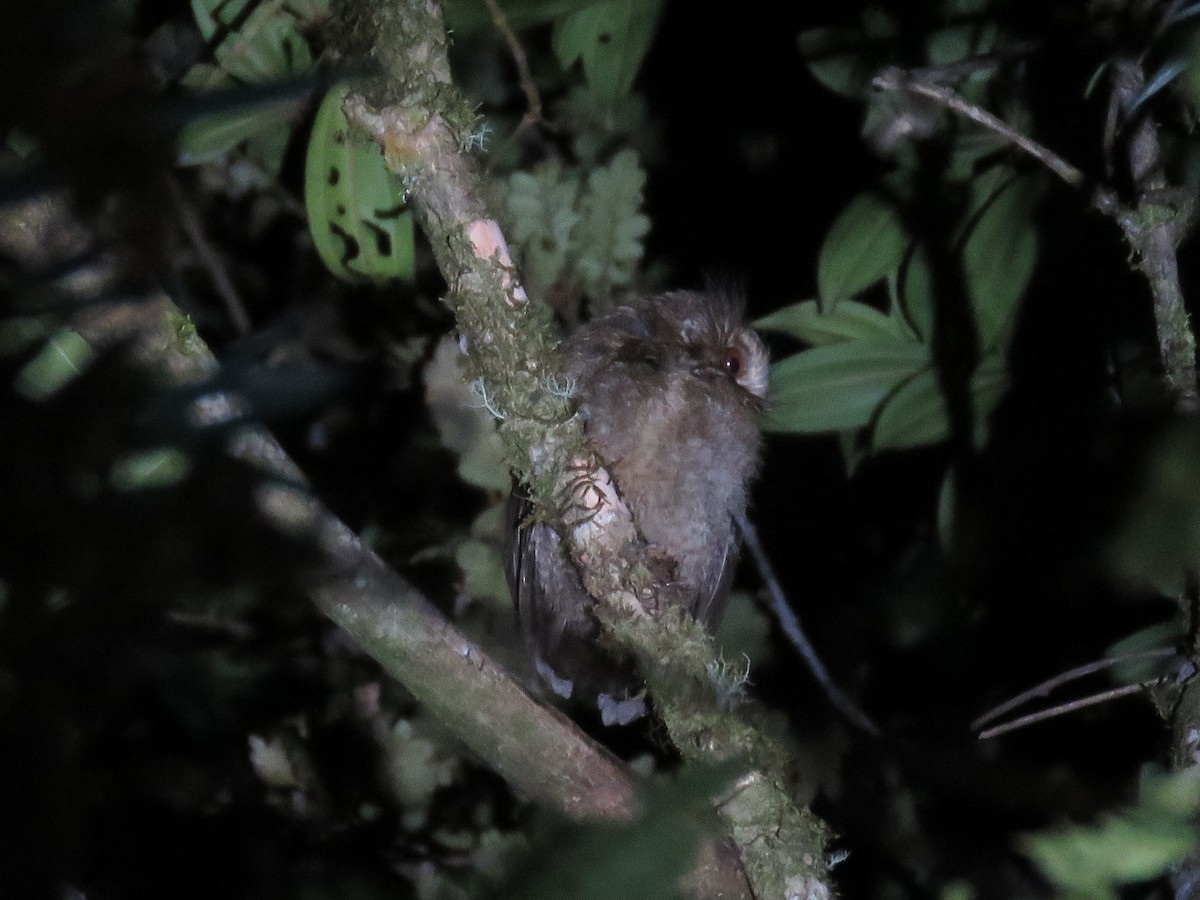 Perukauz - ML644361541