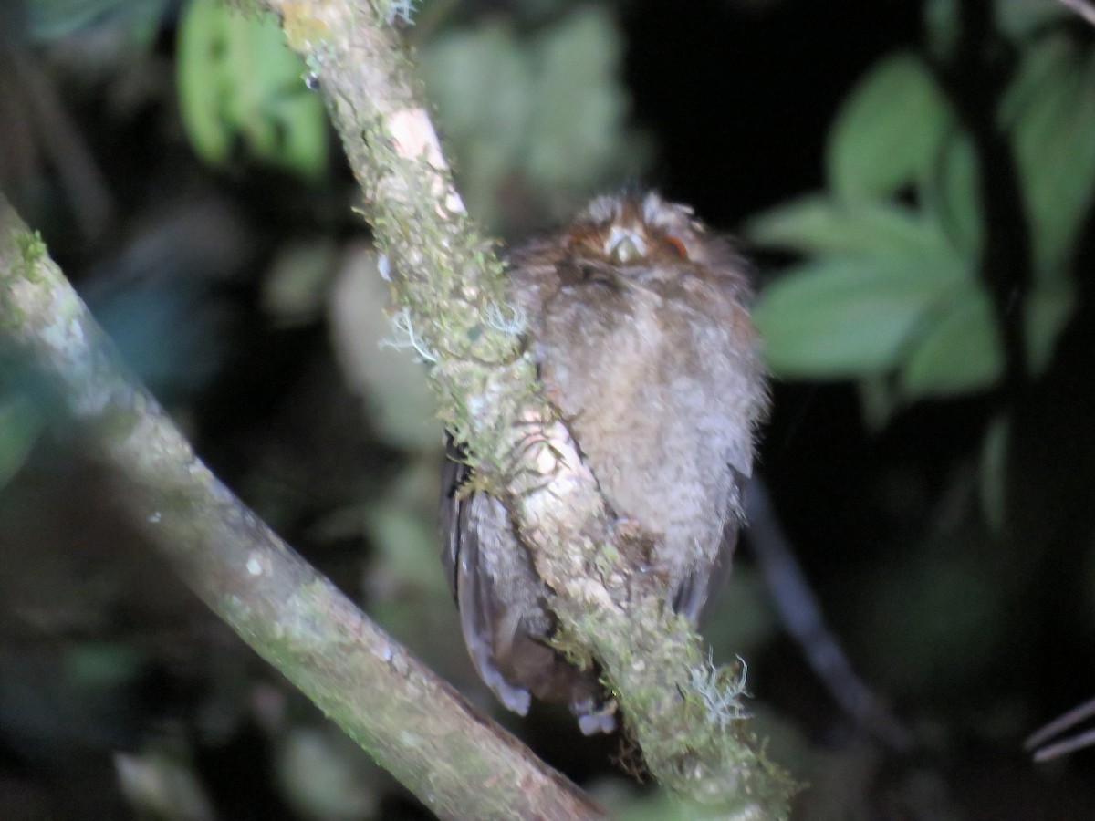 Perukauz - ML644361543