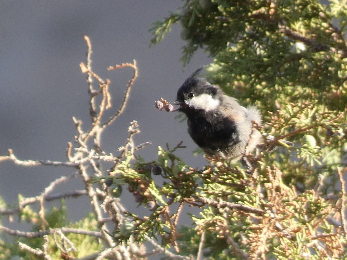 Rufous-naped Tit - ML644361548