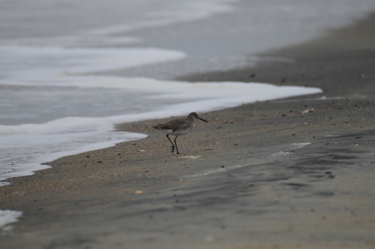 Kuliska erdipalmatua - ML644361567