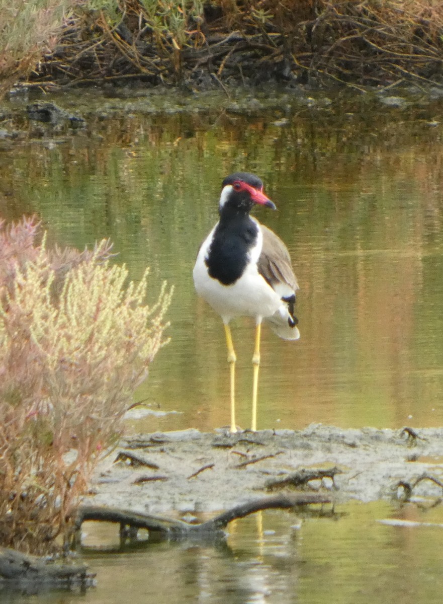 čejka černoprsá - ML644361586