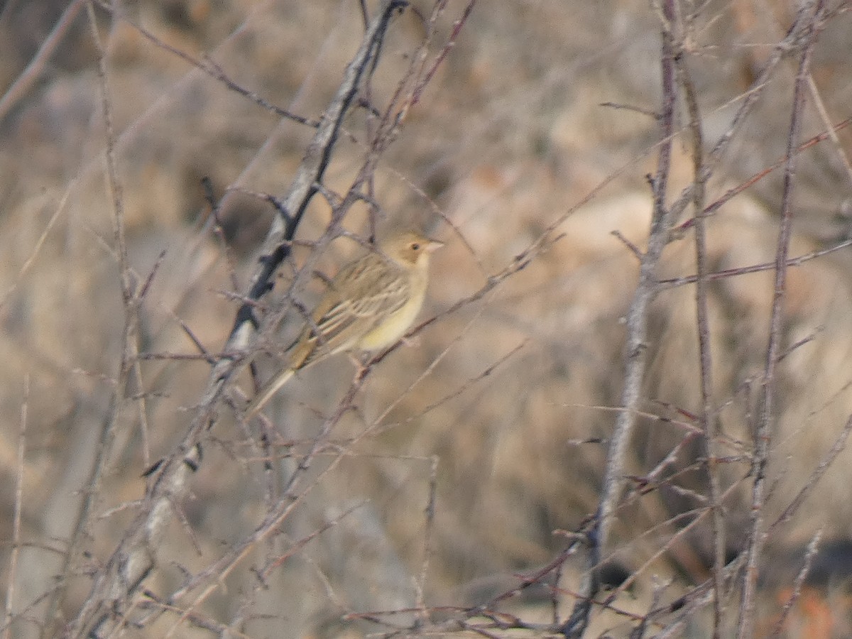 Kızıl Başlı Çinte - ML644361589