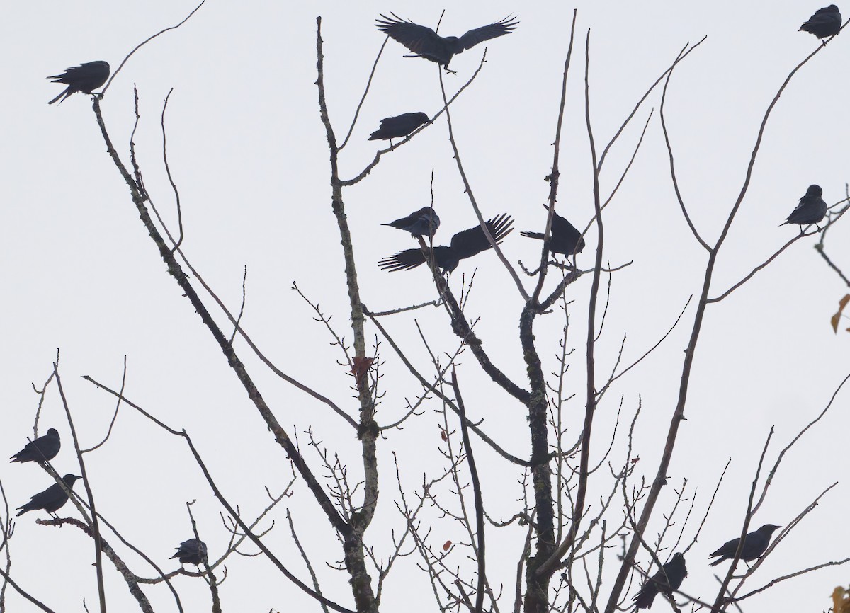 Corneille d'Amérique - ML644361601