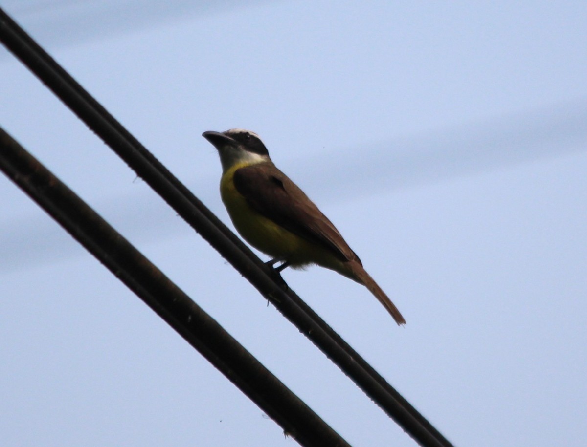Boat-billed Flycatcher - ML644361608