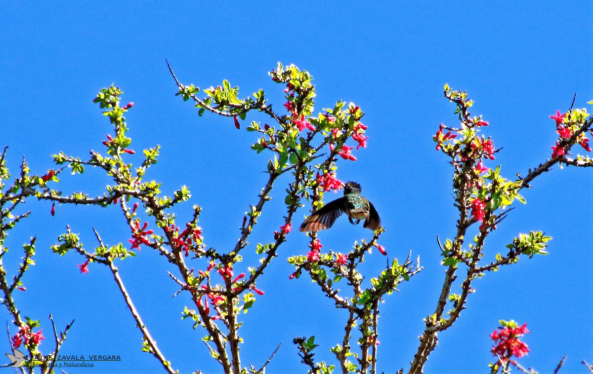 Green-backed Firecrown - ML644361611