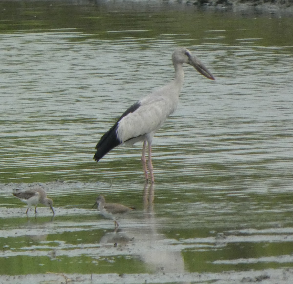 Bec-ouvert indien - ML644361631