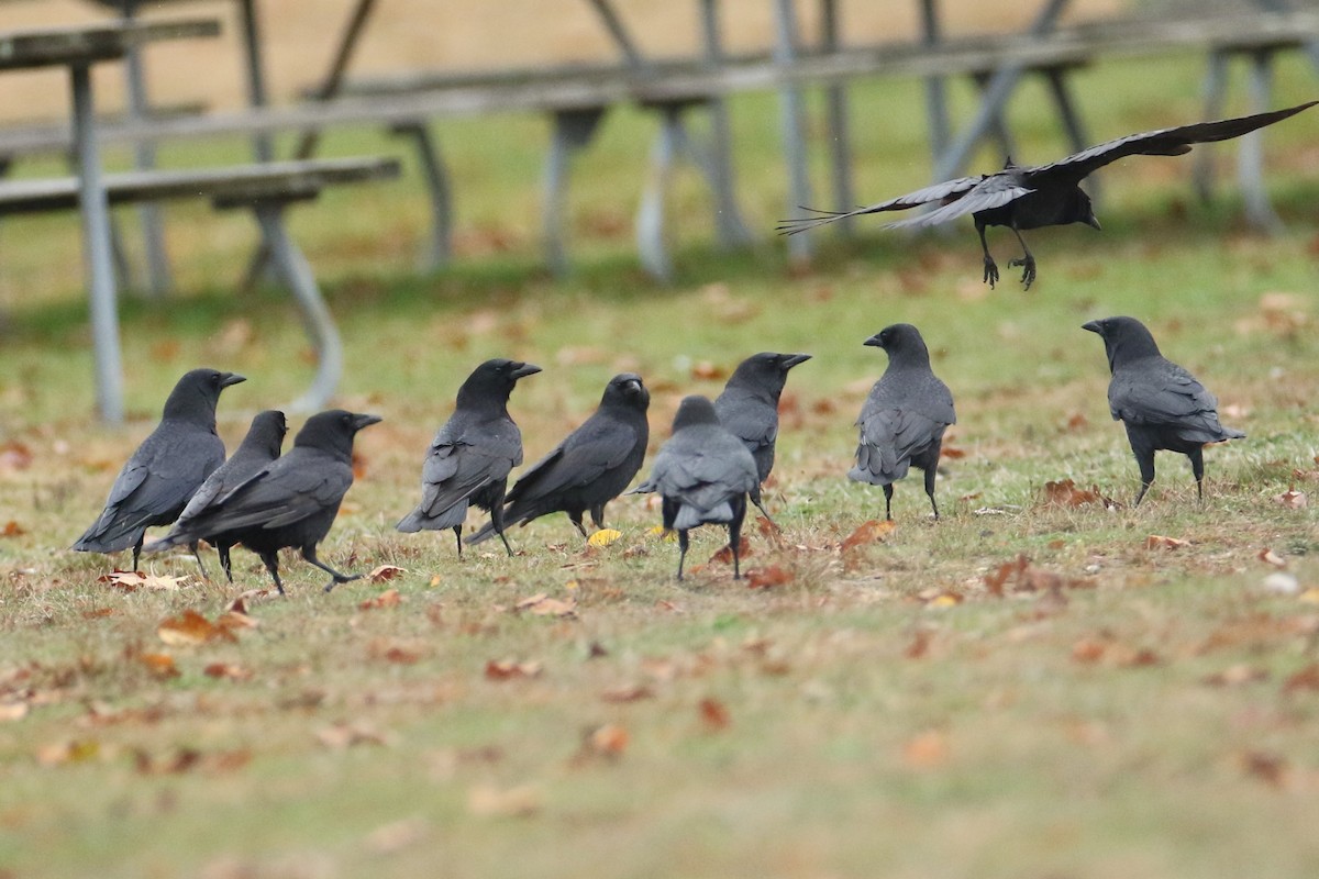Corneille d'Amérique - ML644361635