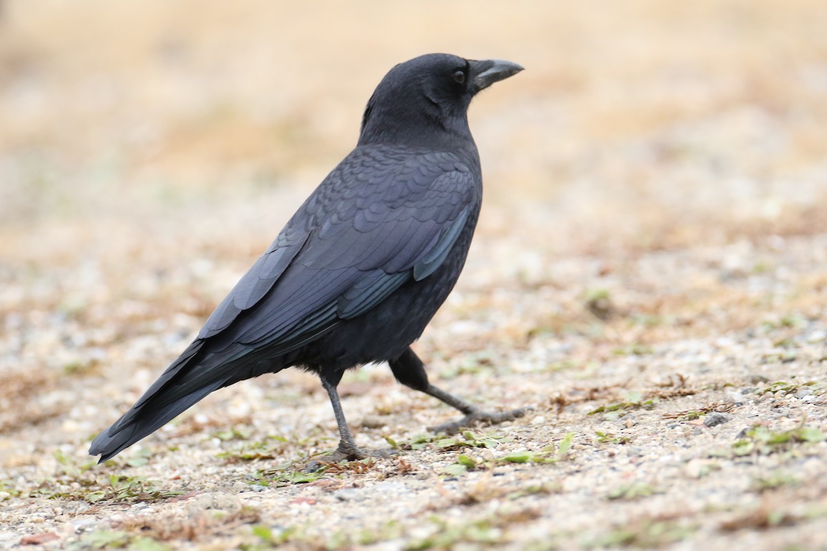 Corneille d'Amérique - ML644361639