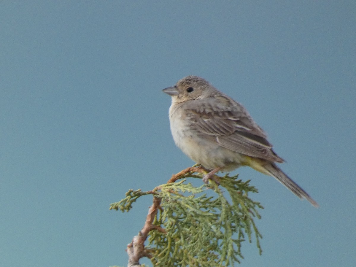 Kızıl Başlı Çinte - ML644361650