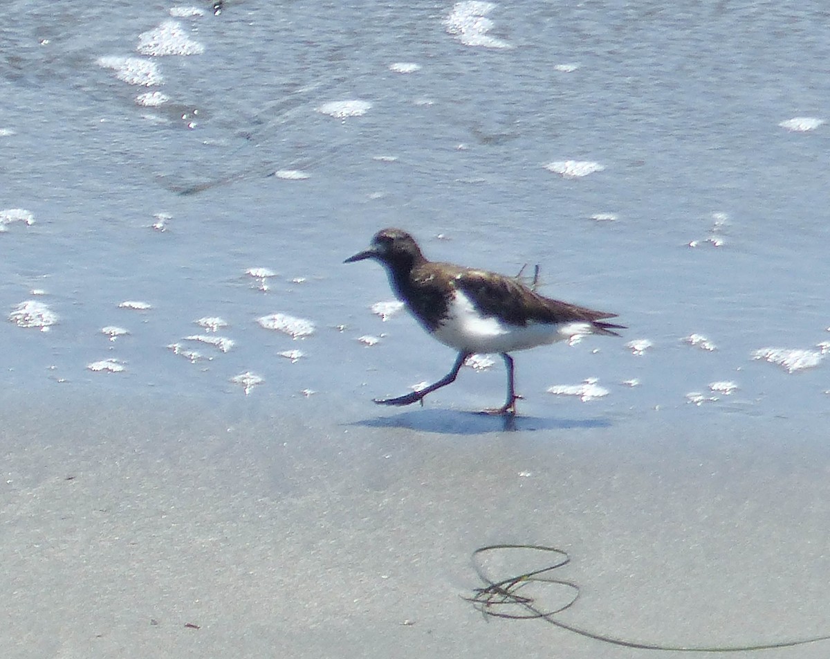 kamenáček černohlavý - ML644361653