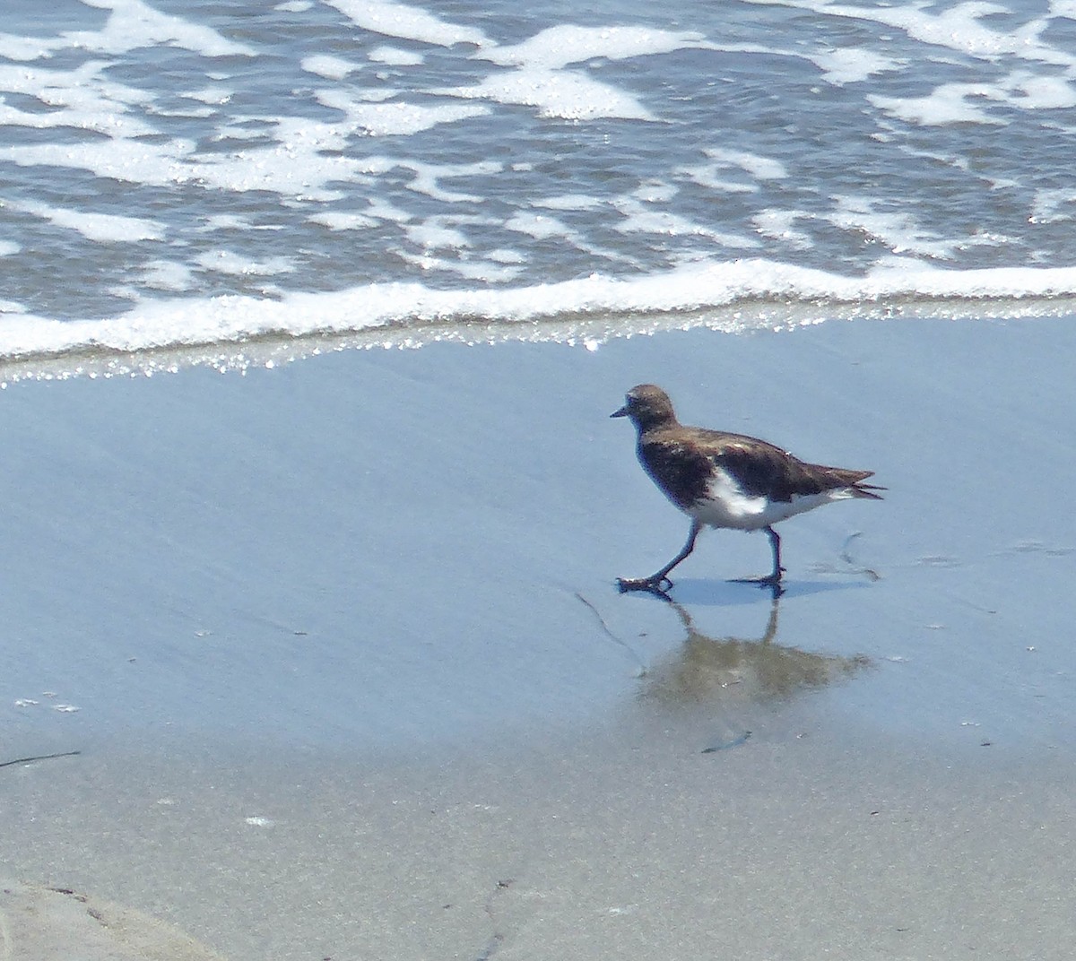 kamenáček černohlavý - ML644361654