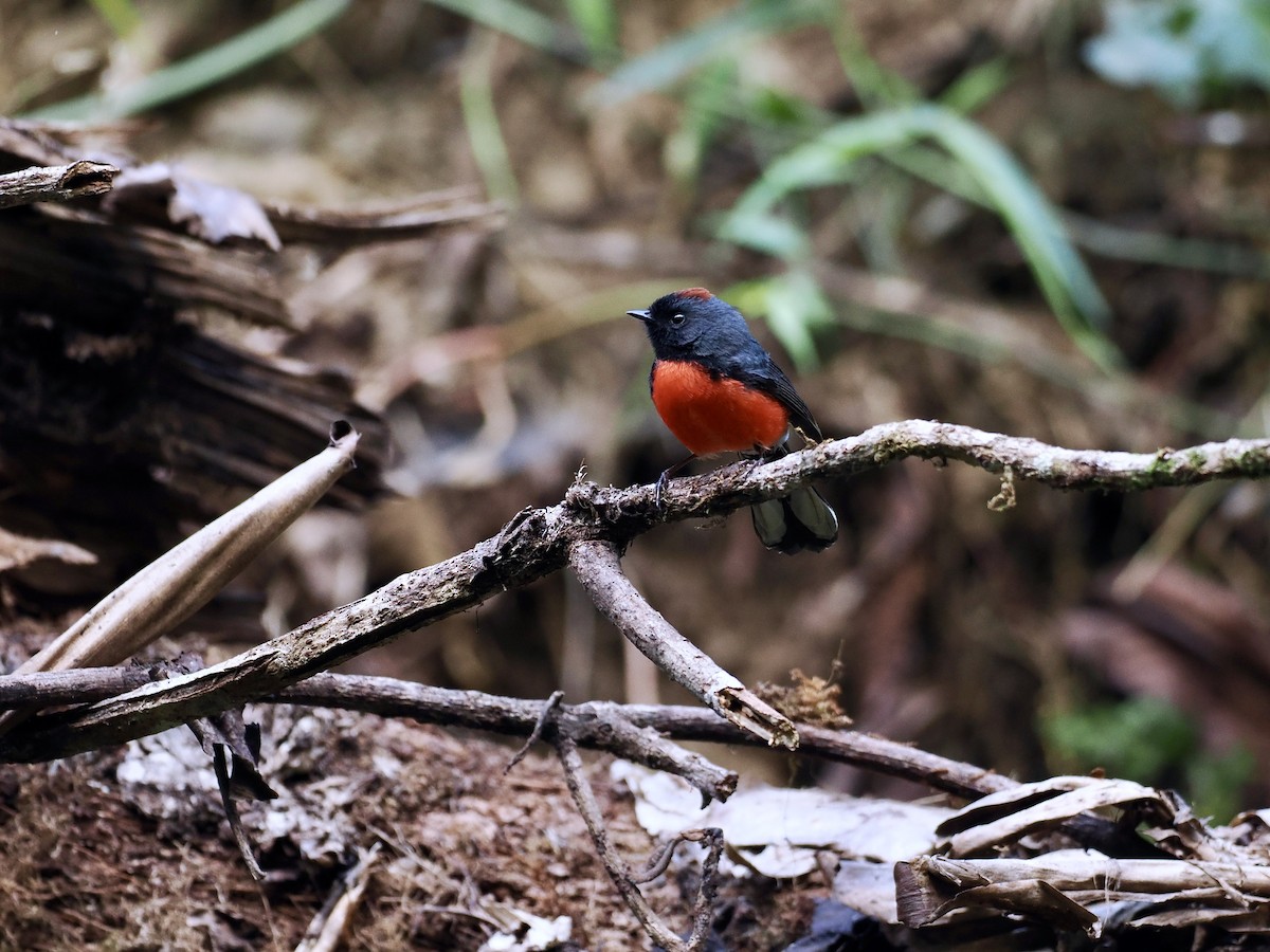 Slate-throated Redstart - ML644361665