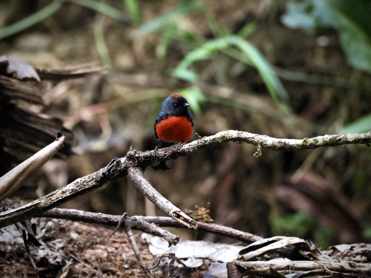 Slate-throated Redstart - ML644361666