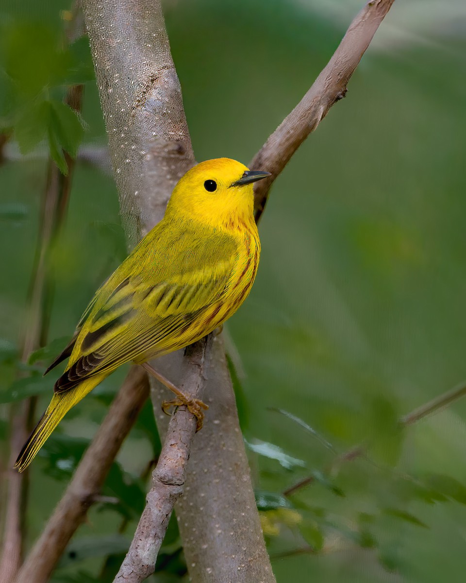 Northern Yellow Warbler - ML644361675
