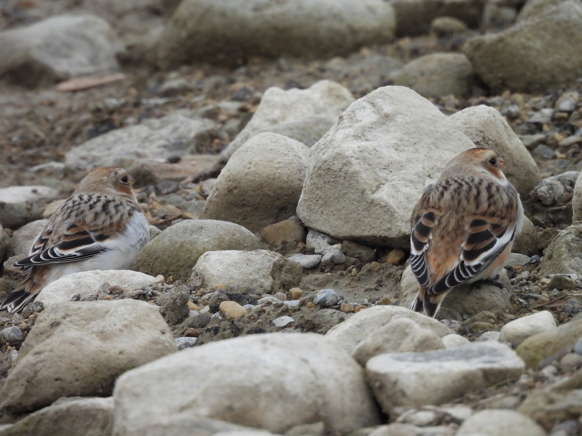 sněhule severní - ML644361678