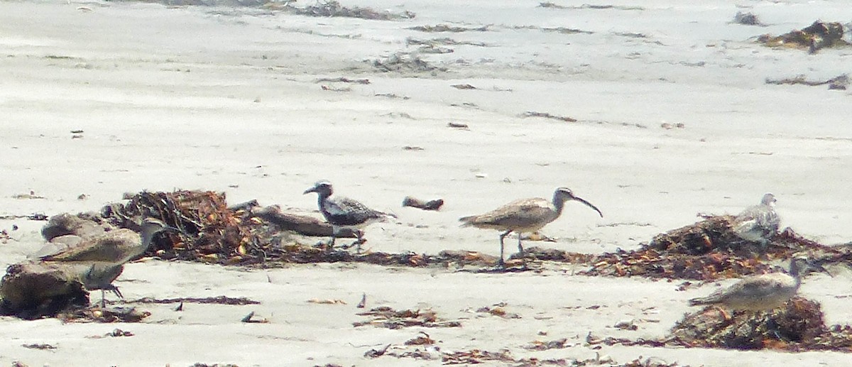 Chorlito Gris - ML644361680