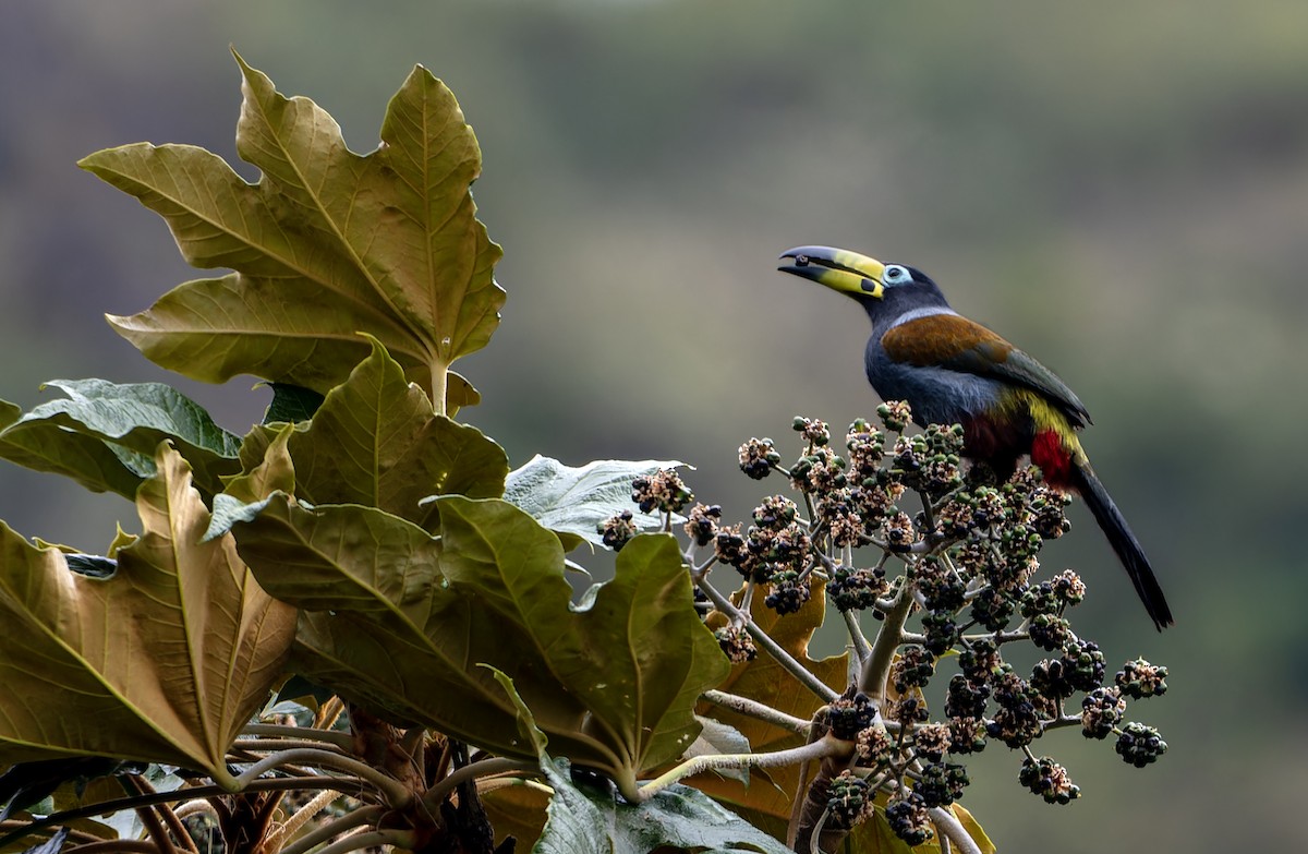 キバシヤマオオハシ - ML644361684