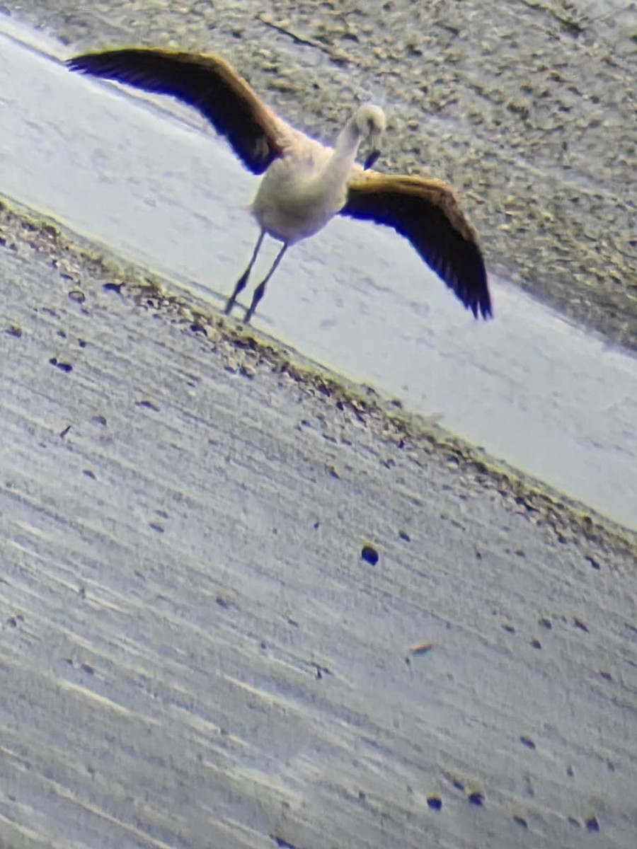 Chilean Flamingo - ML644361686