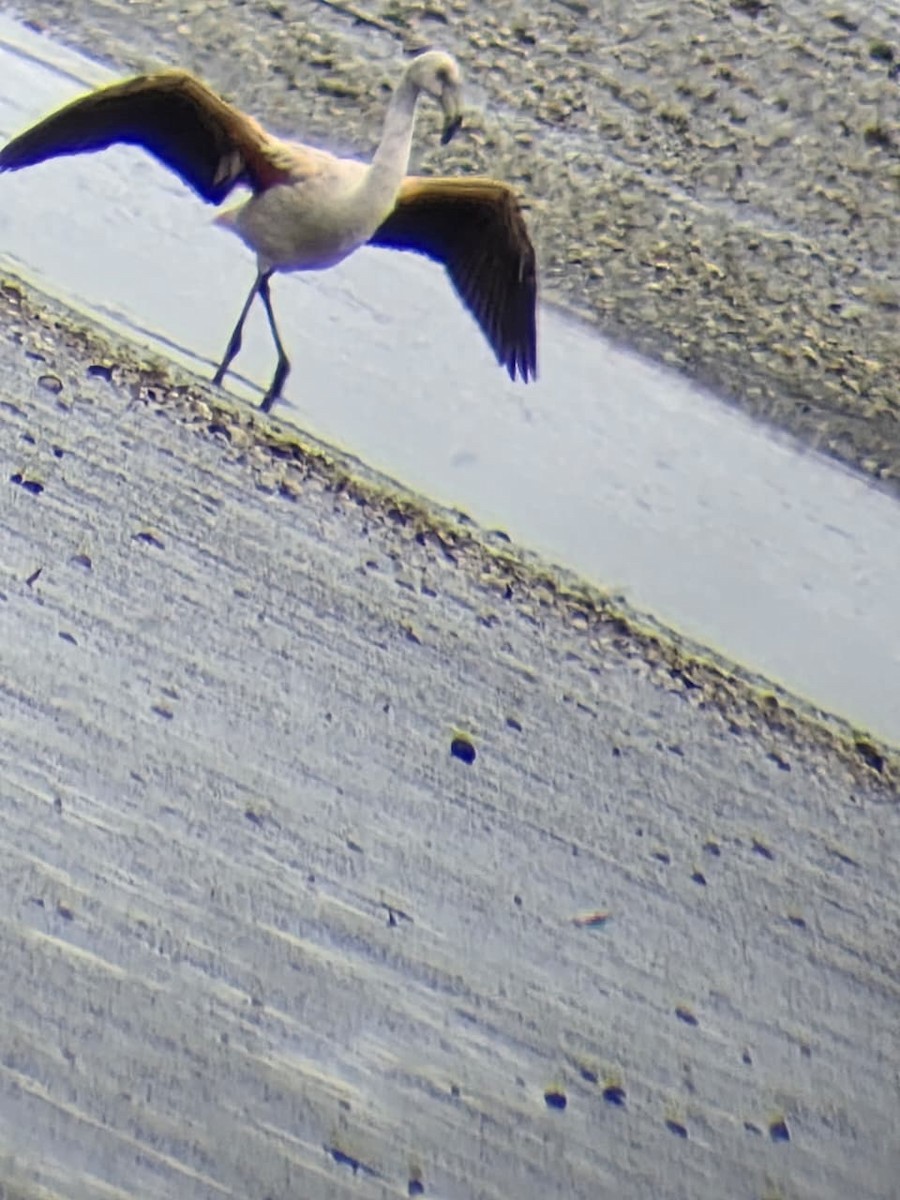 Chilean Flamingo - ML644361687