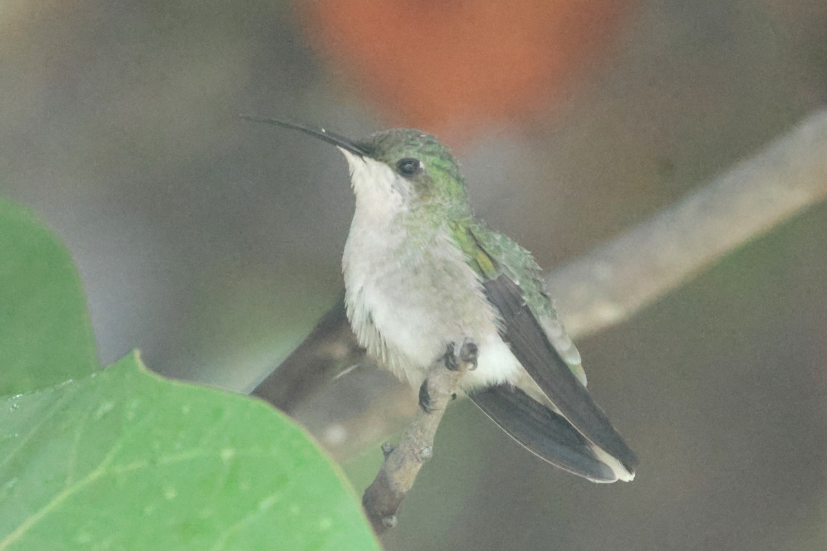 Puerto Rican Mango - ML644361693