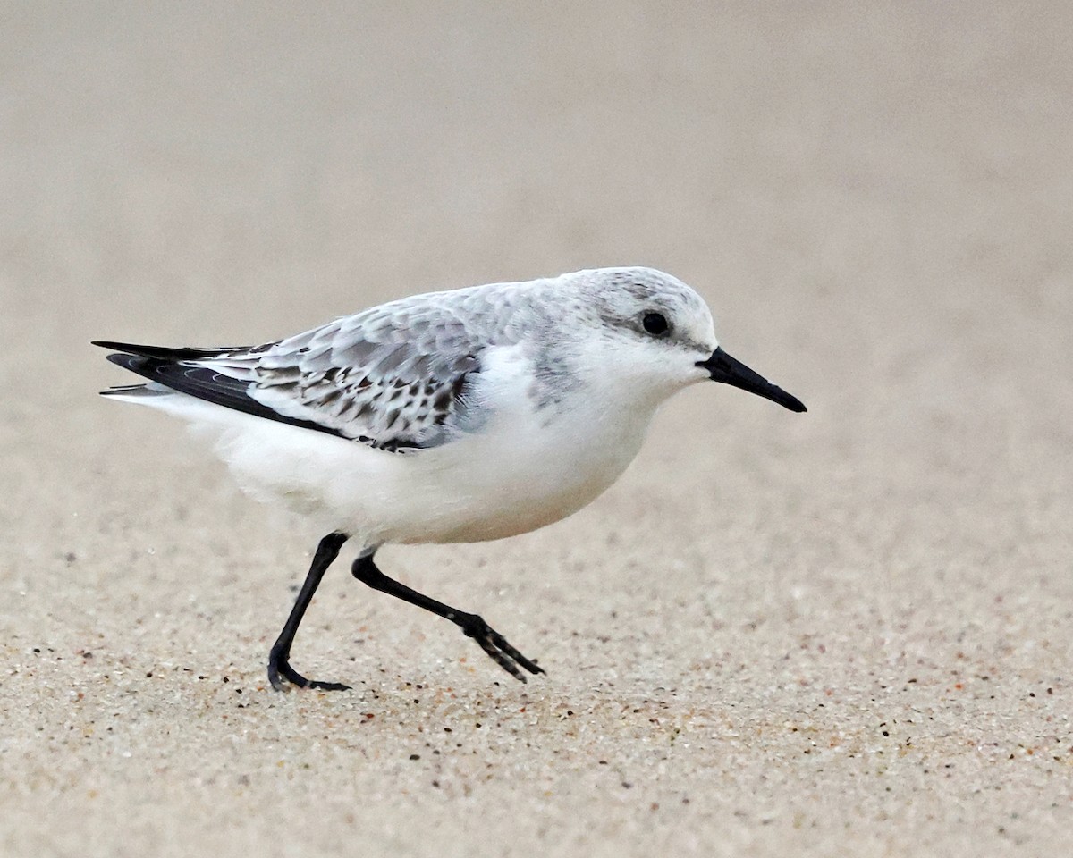 Sanderling - ML644361707