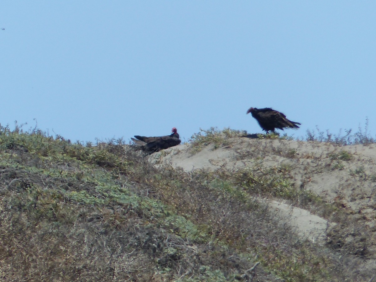 Turkey Vulture - ML644361708