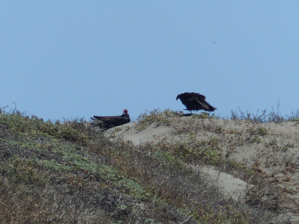 Turkey Vulture - ML644361709