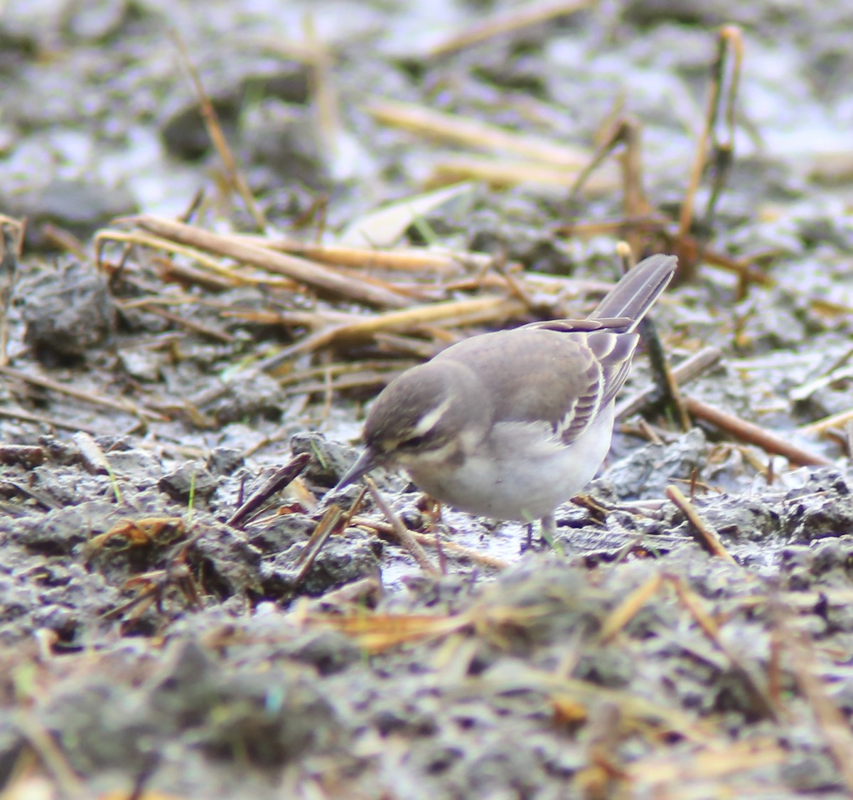Eastern Yellow Wagtail - ML644361710