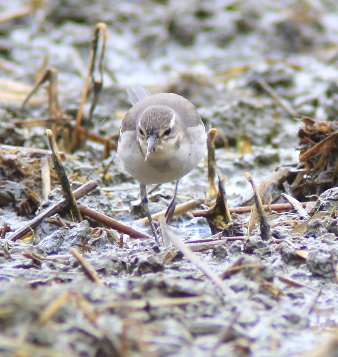 Eastern Yellow Wagtail - ML644361711