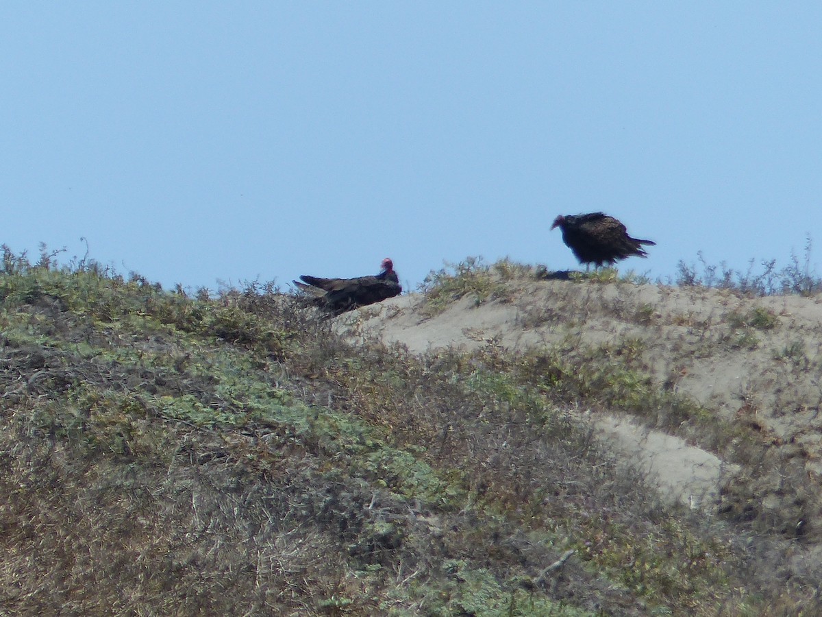 Turkey Vulture - ML644361713