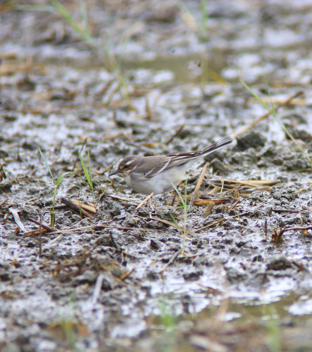 Eastern Yellow Wagtail - ML644361715