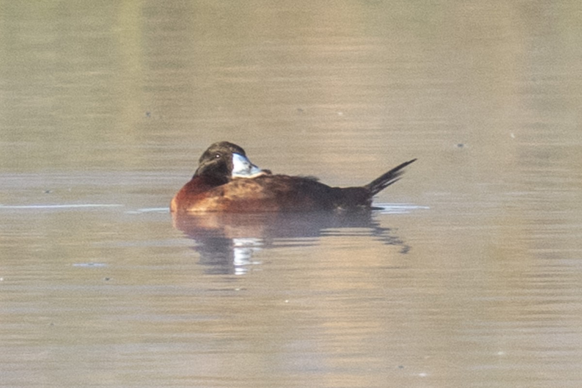 Maccoa Duck - ML644361720