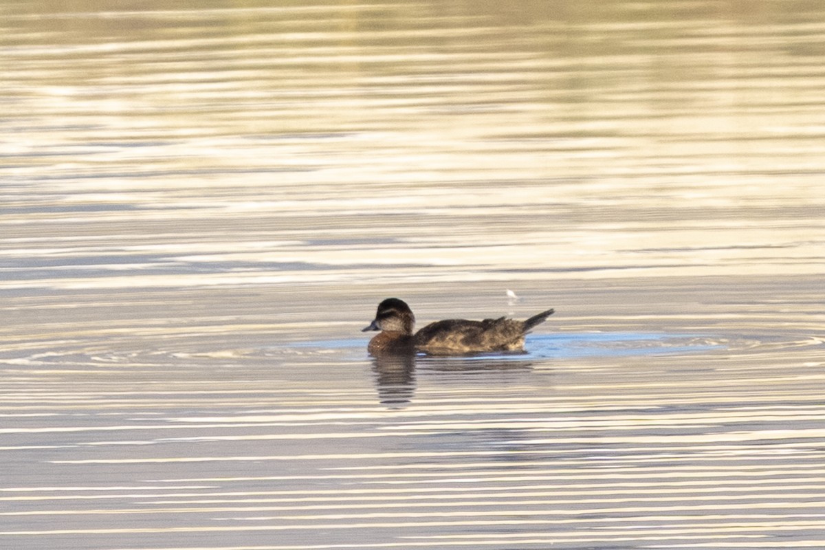 Maccoa Duck - ML644361721